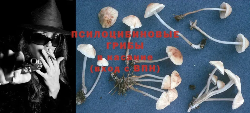 Галлюциногенные грибы Psilocybe  купить закладку  Белозерск 